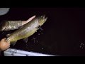 Night Fishing for 2+ Foot Brown Trout!!