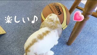 【うさぎ】必見！ボールに挟まれるロップイヤーのかわいいおちり🍑\u0026見事なボールさばき I learned that rabbits are good at playing balls