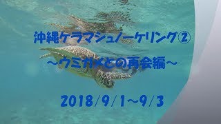 沖縄ケラマ諸島シュノーケリング②（アオウミガメ再会編）