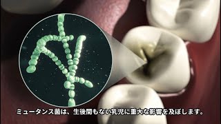 妊娠中にロイテリ菌を摂取した場合の効果（Prodentis MUM）