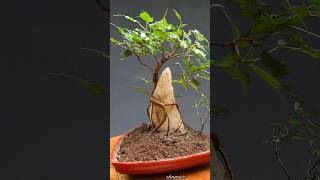 Ficus on Crystal Rock