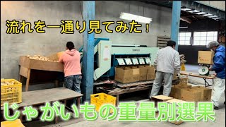 じゃがいもの重量別選果機 をしましたー！Mサイズが多い、、、SATONOKICHUZO