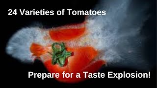 24 Varieties of Tomatoes! Prepare for a Taste Explosion!