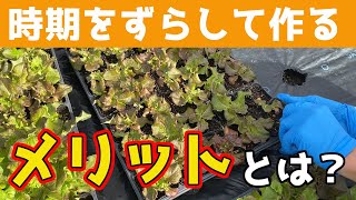 【サニーレタス】農家が時期をずらして野菜を作る理由と育てる方法。