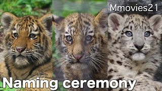 Naming ceremony,Tiger \u0026 Snow Leopard アムールトラとユキヒョウ　命名式 旭山動物園