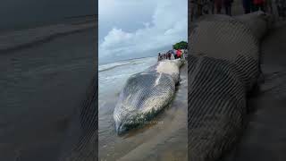 കോഴിക്കോട് കരക്കടിഞ്ഞ തിമിംഗലം 😱 🐋 Calicut beach wale 🐋#kerala #kozhikode #explore