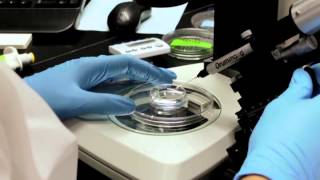 Zebrafish Microinjection Video - Full Version