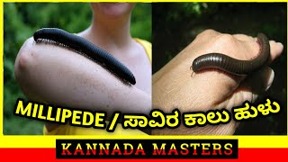 Millipede/ ಮಳೆ ಬಿದ್ದಾಗ ಕಾಣಸಿಗುವ ಸಾವಿರ ಕಾಲಿನ ಹುಳುವಿನ (ಒನಕೆ ಬಂಡಿ) ಅಪರೂಪದ ವಿಡಿಯೋ.