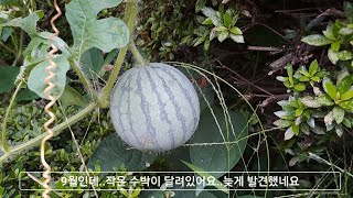 초보 농부 텃밭가꾸기 # 12 | 9월에도 수박이 열렸다~