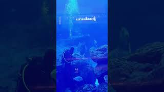 Dubai Aquarium,Underwater Zoo