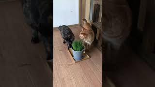 猫草を食べる猫 #Shorts