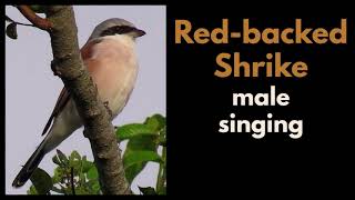 Red-backed Shrike male singing