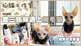 【孤貓工作室】之無毛貓篇－當三姊妹遇上無毛貓(介紹斯芬克斯貓Sphynx)