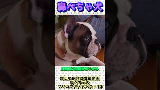 #shorts 鼻ぺちゃ犬 ブサカワ犬 人気犬種 ランキング 10