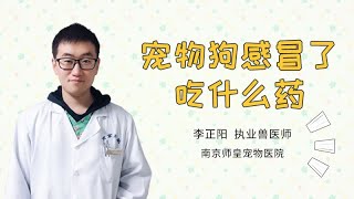 寵物狗感冒了吃什么藥