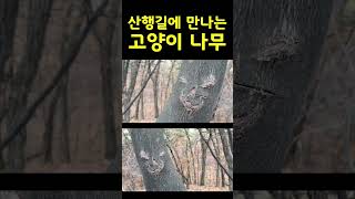 오봉산 산행길에 만나 본  무서운 고양이나무