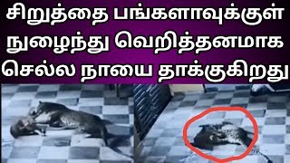 சிறுத்தை வீட்டுக்குள் நுழைந்து செல்ல நாயை கடித்து குதறியது