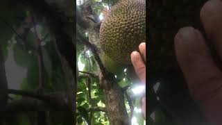 Vietnam Super early 😻😻#trending #automobile #kerala #nature #trending #jackfruit #tree