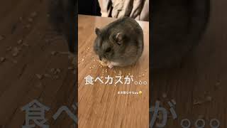 食べるの下手くそなハム