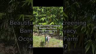 Look at this beautiful Asian Lemon Privacy screening Visit the Ocoee Bamboo Farm 407-777-4807