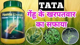 💥🌾Pendimethalin 38.7% | TATA panida grande | gehu ke kharpatwar niyantran