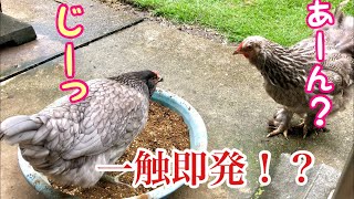 お宝の詰まったタライ風呂で鶏たちが！？