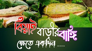 বিয়াই বাড়ীতে বাঙ্গি ক্ষেতে গিয়ে একি করলাম| টাঙ্গাইলে বাঙ্গির বাম্পার ফলন|যুগনী,টাঙ্গাইল|Nazmul Vlogs