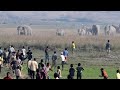 Human Elephant Conflict In Assam