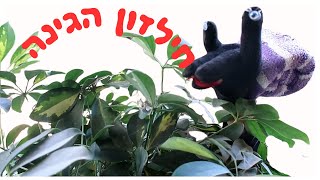 בואו נלמד על חילזון הגינה