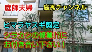 【庭師・夫婦で独立】＃71 ヒマラヤスギ剪定とシラカシで修業!?新規お客様先での樹木剪定作業～3