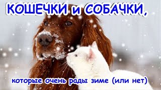 КОШЕЧКИ и СОБАЧКИ которые очень рады зиме (или нет) CATS AND DOGS in winter