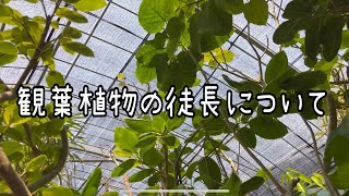 観葉植物の徒長について