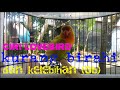 Ciri lovebird kurang birahi dan kelebihan (ob) l ini tips.nya