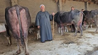 دبابات الجاموس المنوفي الوالد بنزينات لبن ماشاء الله وعجميات جاموس عشار وانتظار ولاده