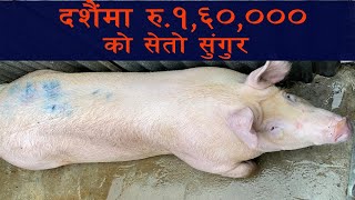 PIG HUNTING FOR NEPALI FESTIVAL DASHAIN 2020 // HAPPY DASHAIN 2077 ALL OF YOU !!!