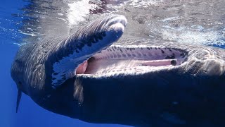 Heartwarming Reunion with Ariel the Sperm Whale