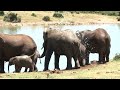 Addo National Park video (Elephants; Lions; Buffalos; Kudu and many other wildlife)