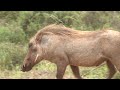 Addo National Park video (Elephants; Lions; Buffalos; Kudu and many other wildlife)