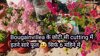 Bougainvillea के छोटी सी cutting में इतने सारे फूल खिले 😃😃 सिर्फ 6 महिने में