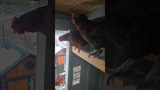 Crow the rooster #asmr #chickens