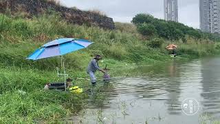 台风天气海水倒灌，海里的鱼全跑来东江了，乌头多宝鱼土鲮全来了 #釣魚