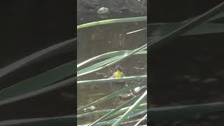 Female Common Yellowthroat Takes A Bath #Shorts