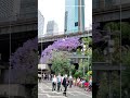 2 Nov'22 - The Jacaranda trees are flowering in downtown Sydney!