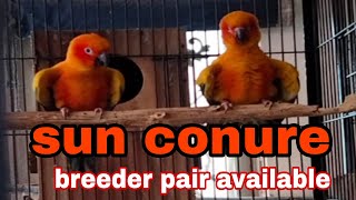 Sun conure bird breeder pair. top quality.