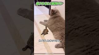 カメ「おう！！元気しとるか！？」#動物 #猫 #2ch動物スレ