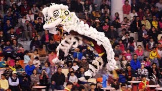 2017.11.04泰山獅王爭霸賽-聖約翰科技大學民俗代表隊 Lion Dance Competition