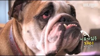 이 친구 억울하게 생긴게 아니라 진짜 억울한 일이 있었어요ㅣA bulldog may normally look disgruntled, but this one really is..