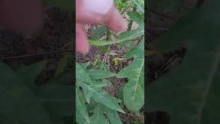 How do you transplant papaya plants ?