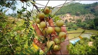 这种山上天然的野果，每颗长得拇指那么大，酸酸甜甜的你吃过吗？