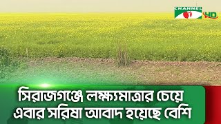 সিরাজগঞ্জে লক্ষ্যমাত্রার চেয়ে এবার সরিষা আবাদ হয়েছে বেশি